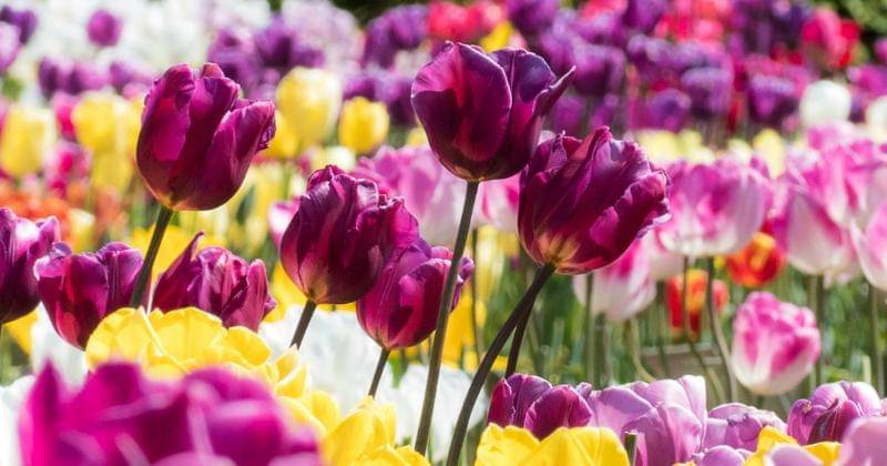 Pexels/Jos van Ouwerkerk